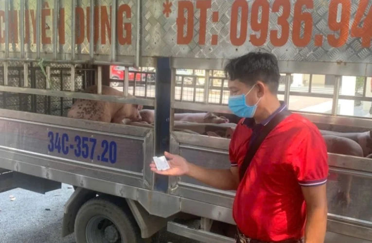 Đàn lợn nhiễm virus dịch tả Châu Phi được đưa về Hải Phòng tiêu thụ