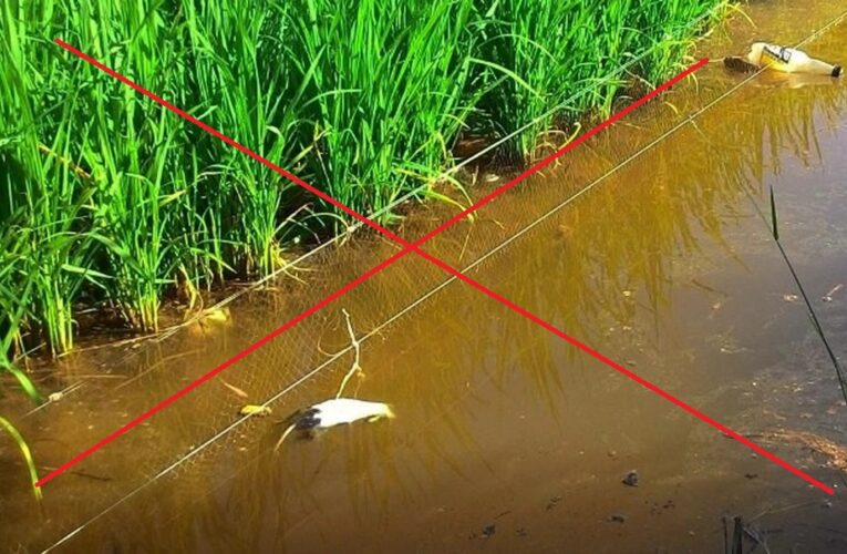 Hưng Yên: Cảnh báo hành vi bẫy chuột bằng điện – nguy hiểm, trái pháp luật
