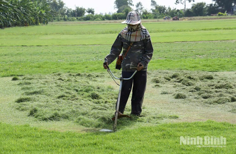 Tỉnh Ninh Bình mới có một xã chuyên trồng cỏ mà làm giàu, sau sáp nhập tỉnh Nam Định thành công