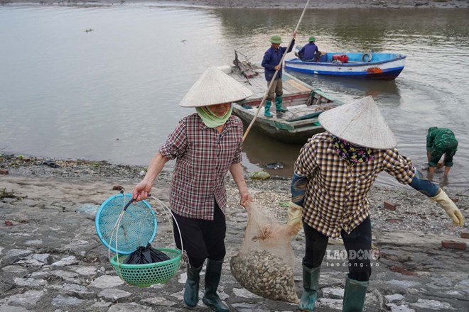 Nuôi ngao tại Hưng Yên – nguồn thu nhập ổn định cho người dân vùng triều