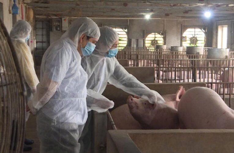 Hưng Yên xuất hiện ổ bệnh dịch tả lợn châu Phi ở 8 xã, Chủ tịch UBND tỉnh yêu cầu “nóng”