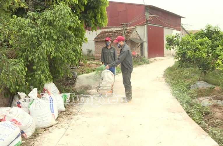 Hưng Yên: Tiêu hủy 38.625 kg lợn nhiễm bệnh dịch tả lợn châu Phi