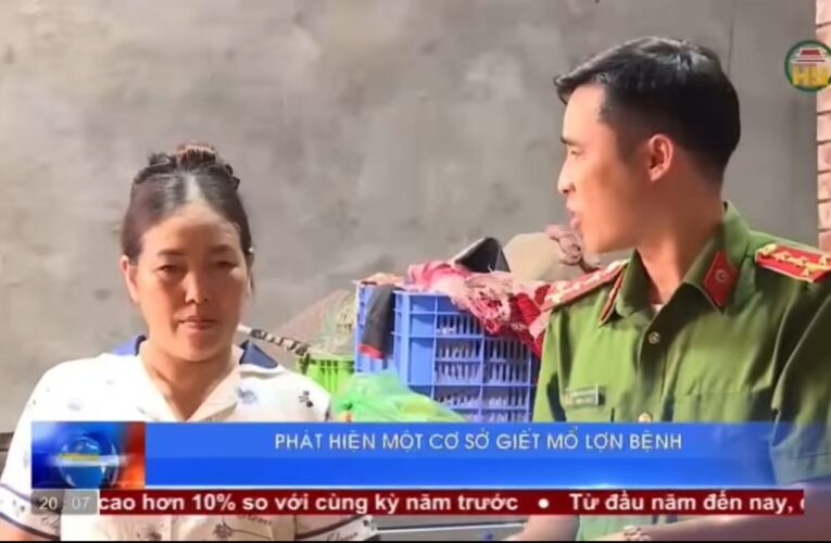 Mỹ Hào: Phát hiện 01 hộ dân trên địa bàn phường ziet mổ lợn nhiễm dịch tả Châu Phi