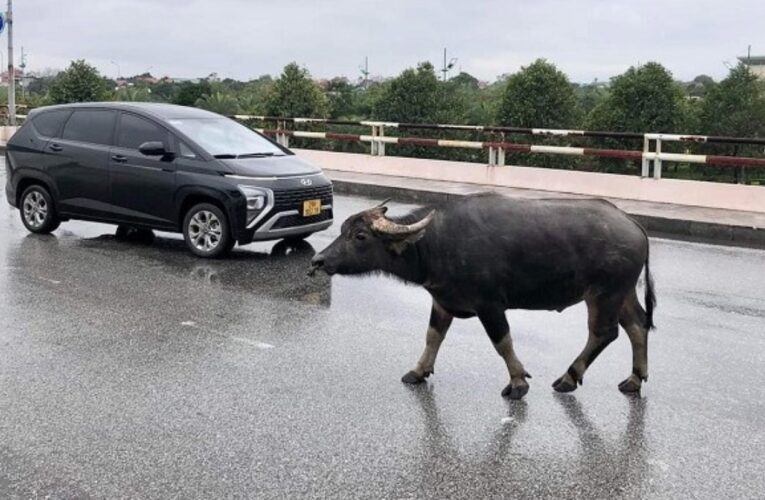 Vụ TNGT ở Ninh Bình, 1 người t-ử vong: Công an tìm chủ sở hữu con trâu đực cao 1,6 m