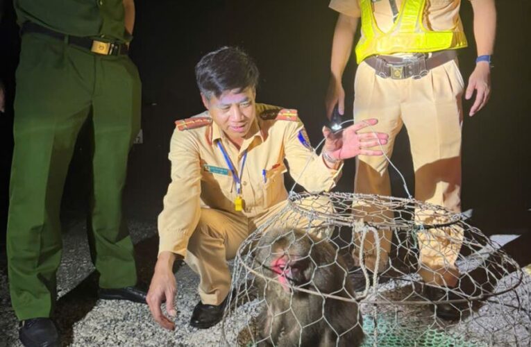 Tuần tra trong đêm, CSGT phát hiện khỉ mặt đỏ quý hiếm chạy lạc vào nhà dân