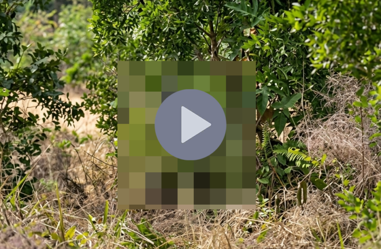 VI:DEO 0CHE: Cân nhắc trước khi xem